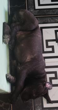 Thanos, Dogo Canario