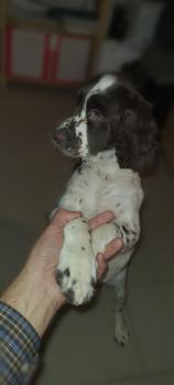 Suzy, English Springer Spaniel
