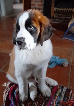 Soiny dit THOR, Saint Bernard
