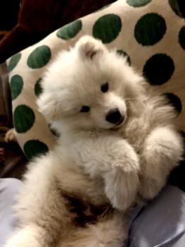 Lucas, Samoyedo