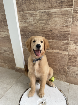 Simba, Golden Retriever