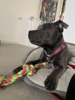 Pixie, Staffordshire Bull Terrier