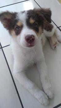 Amarula, Bearded Collie