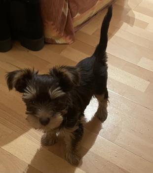 Luna, Yorkshire