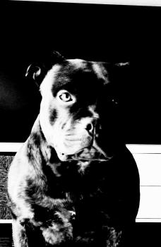 Reïko, Staffordshire Bull Terrier