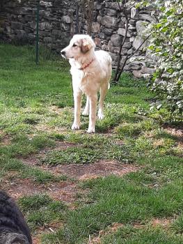 Shelby, Pyrenean Mountain Dog