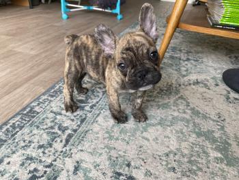 Stitch, Bouledogue Français