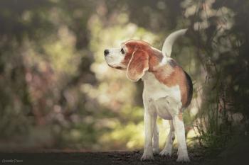 JAILY, Beagle