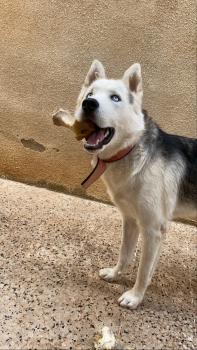 Blaiko, Siberian Husky