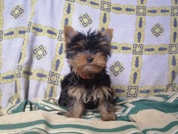 Kiriki, Yorkshire Terrier
