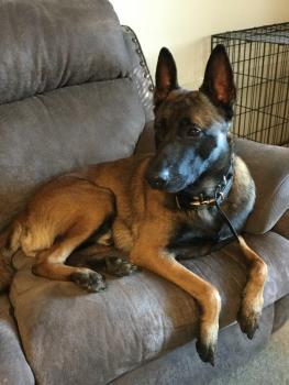 Apollo, Malinois