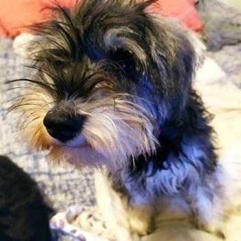 Pacelli, Schnauzer Miniatura
