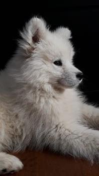 Sayah, Samoyedo