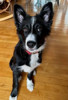 Bonnie, Border Collie