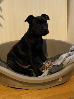 Schelby, Staffordshire Bull Terrier