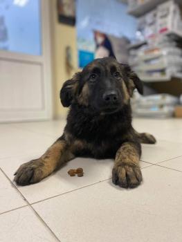 Ainda não tem nome, Deutscher Schäferhund