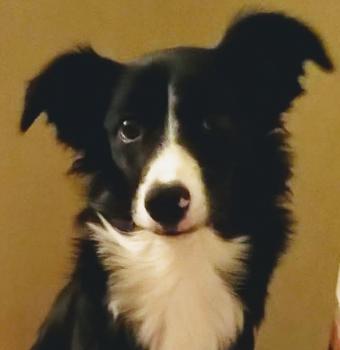 Ginger, Border Collie
