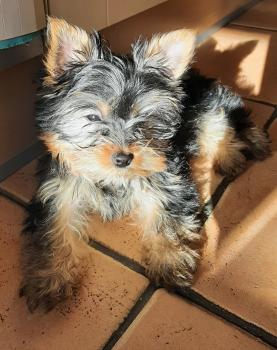 Satine, Yorkshire Terrier