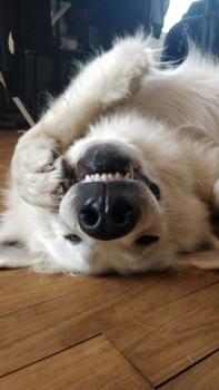 Roi Lucky de la Poudrière, Pastor Blanco Suizo