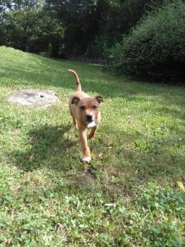 Shoko, Staffordshire Bull Terrier