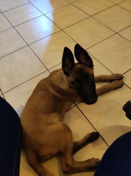 Sam, Pastor Belga Malinois