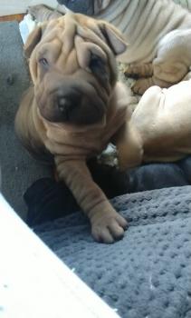 Svelte, Shar-Pei