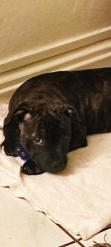 Stan, Staffordshire Bull Terrier