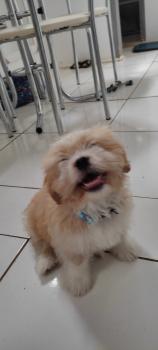 Babi, Lhasa Apso