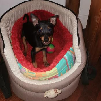 Tino, Pinscher