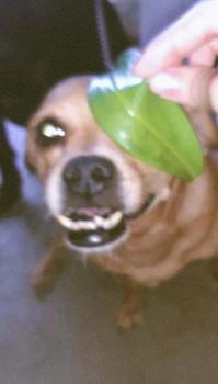 Scrappy, Pinscher