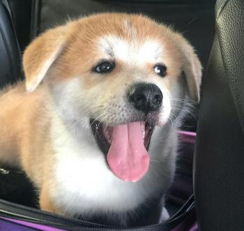 Mango, Akita Japonés