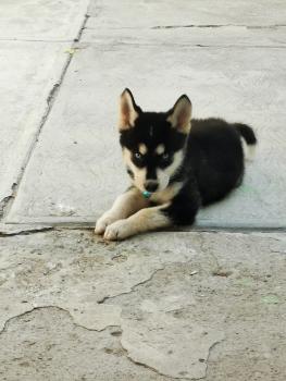 Bolaños, Siberian Husky