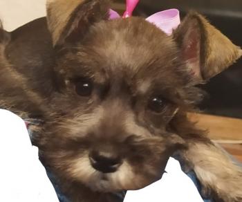 Kira Wira, Schnauzer Miniatura