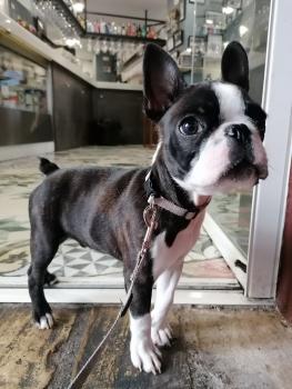 Martini, Boston Terrier