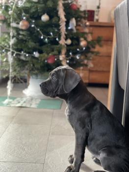 Sukai, Cane Corso