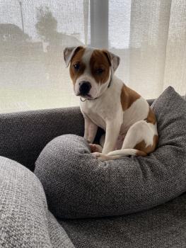 Simba, Staffordshire Bull Terrier