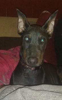 Raven, Dóbermann