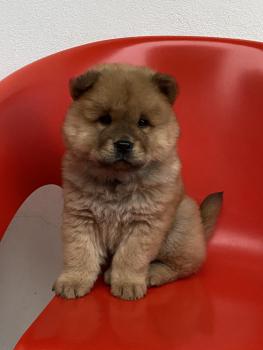 Cookie, Chow Chow