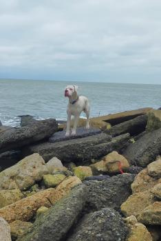 Bingo, Dogo Argentino