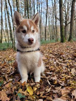 SYMBA, Husky Siberien