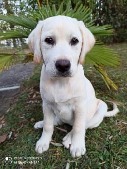 Lexa, Labrador Retriever