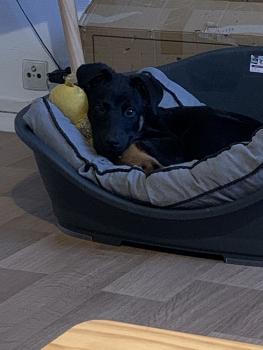 Sultan, Beauceron