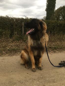 Baloo, Leonberger