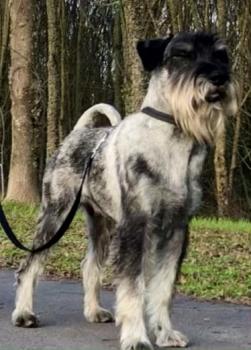 Ettorerufio, Schnauzer Estándar