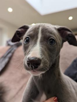 Zeke, Whippet