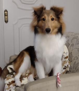 Lola Elizabeth Sheltie Chaparral, Pastor De Shetland