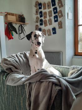 Sully, Dalmatien