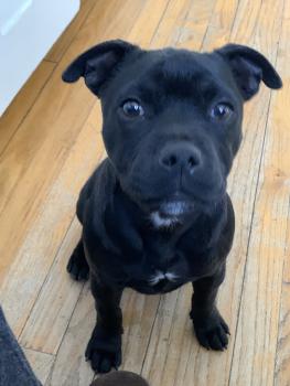 Stella, Staffordshire Bull Terrier