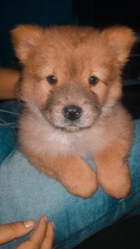 Kiara, Chow Chow