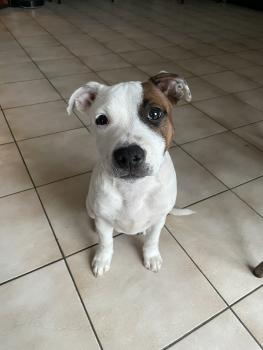 Salto, Staffordshire Bull Terrier